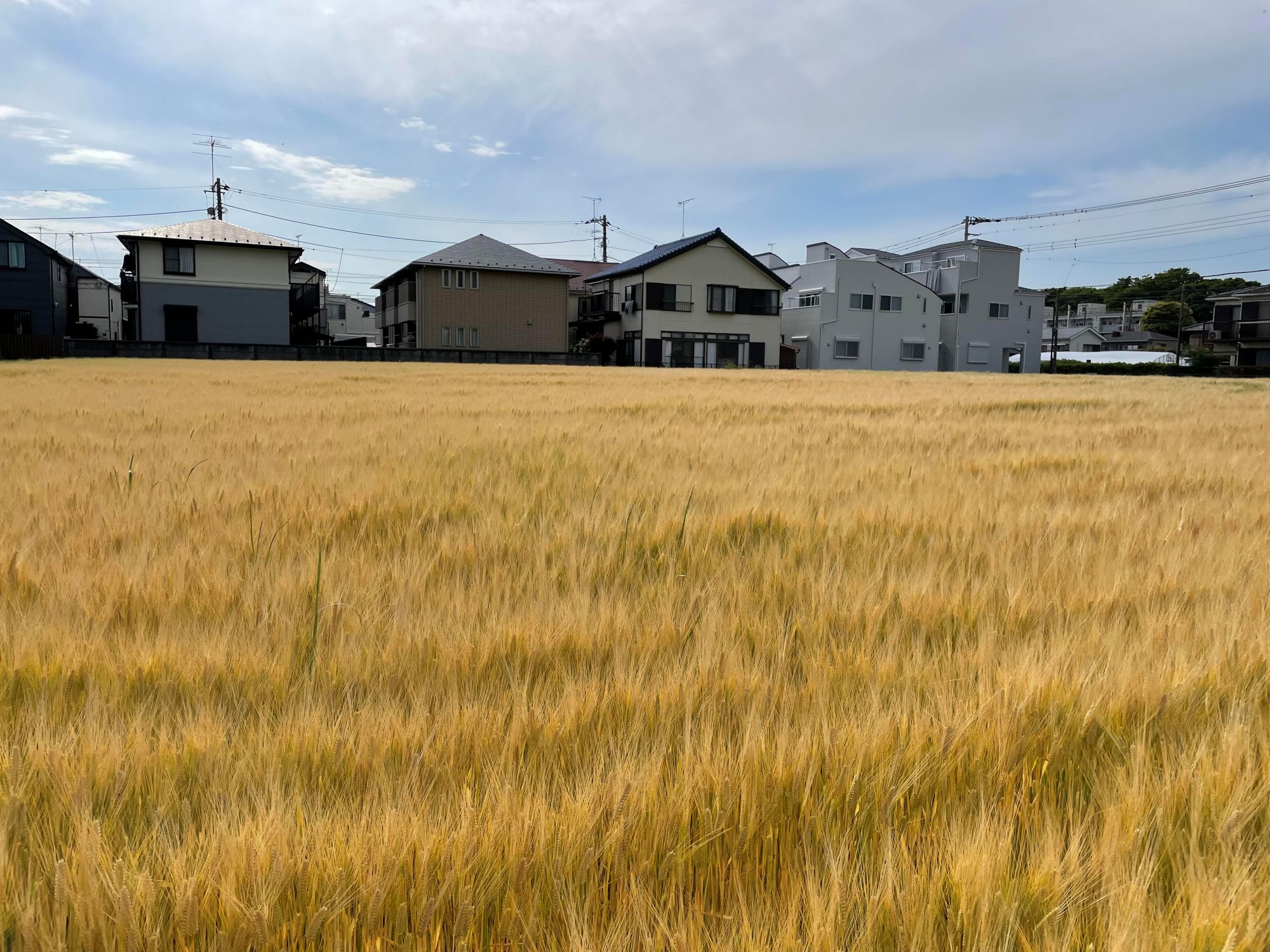 世田谷SHIBARIN BEER クラフトビール 6本セット（世田谷みやげ）